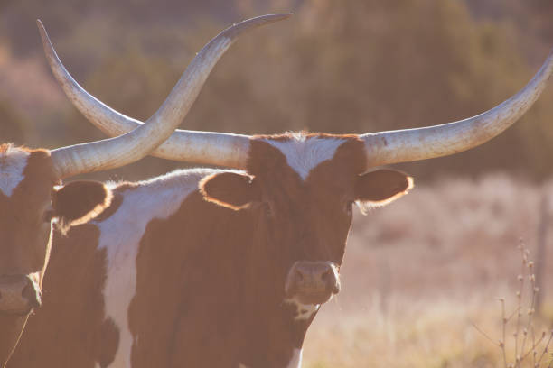 istock Western Colorado Longhorn Cow herd 868716626
