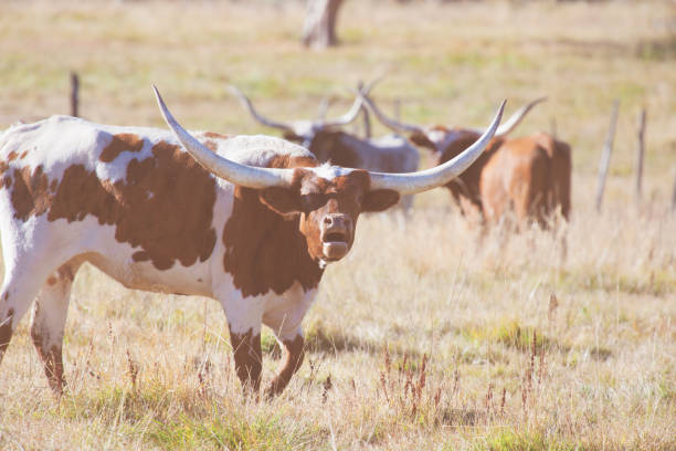 istock Western Colorado Longhorn Cow herd 868716740