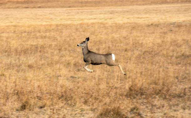 istock Female, doe, mule deer in a prairie field 868717458