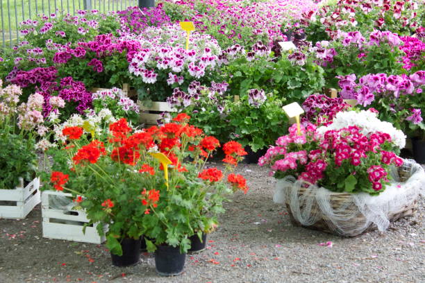 istock Festival of Flowers 868718198