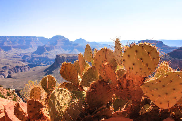 istock Cactus in the Grand Canyon 868718220