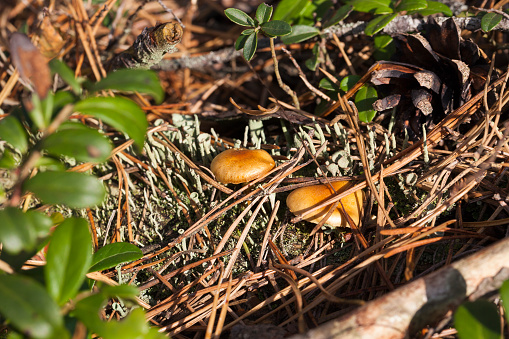 two orange mushrooms growing in a pine forest, close-up photo in autumn. on the surface lie the fallen pine needles