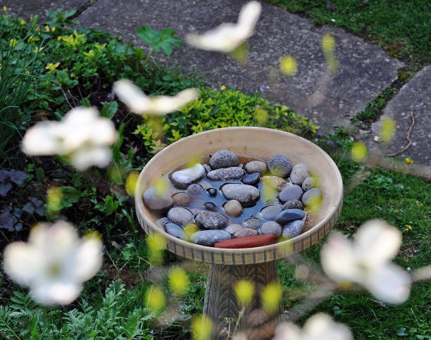 istock A bird bath with blurred dogwood flowers 868731334