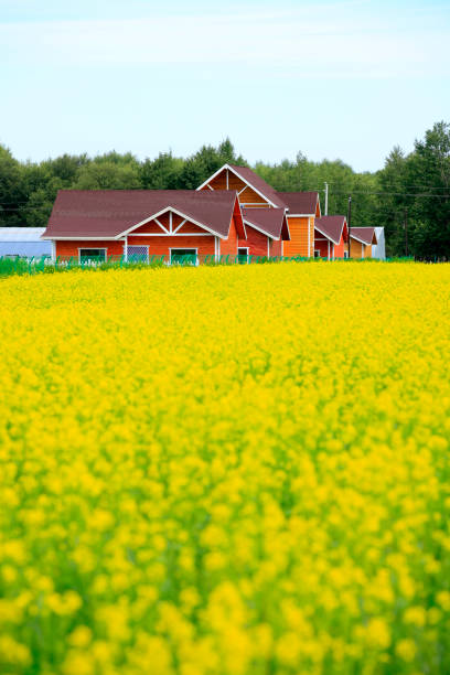 wooden houses
