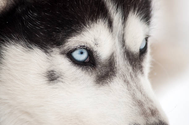 istock Husky dog portrait 868743568