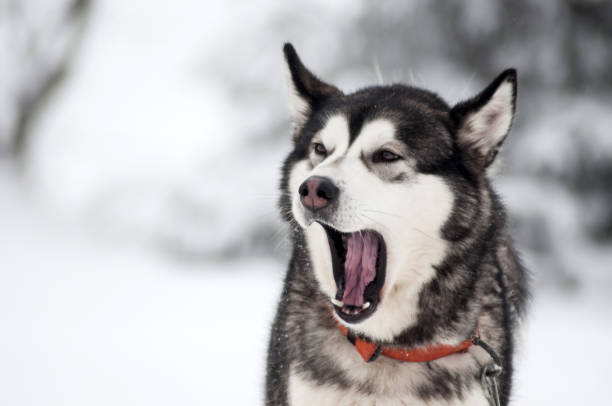 istock Husky dog portrait 868743574