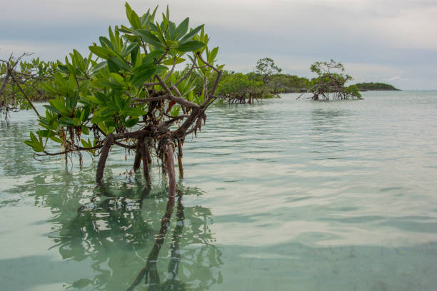 istock Red Mangrove Forest in Bahamas 868743776