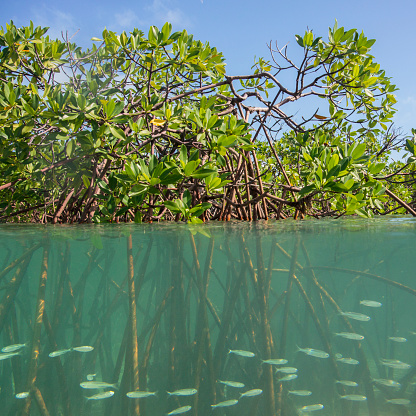 a school of Bay Anchovy (Anchoa mitchilli) swimming underwater between the prop roots of a Red Mangrove (Rhizophora mangle) forest with leaves above water surface near Exuma Islands in the Bahamas