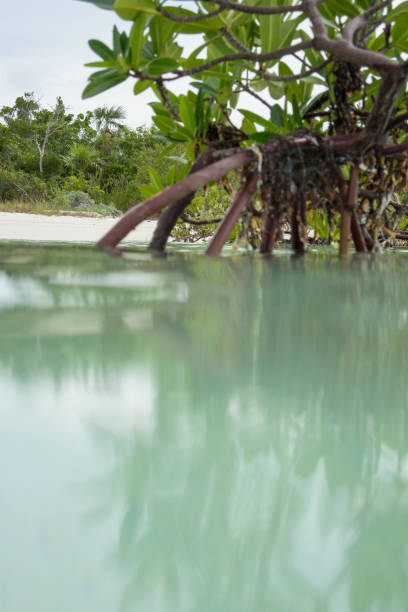 istock Red Mangrove Near Sandy Beach 868743868
