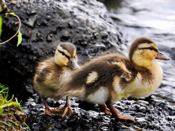 Duckling Duo stock photo