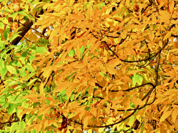 Autumn Leaf Mix stock photo