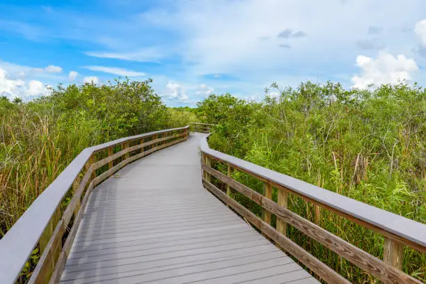 Anhinga Trail of the Everglades National Park. Boardwalks in the swamp. Florida, USA.