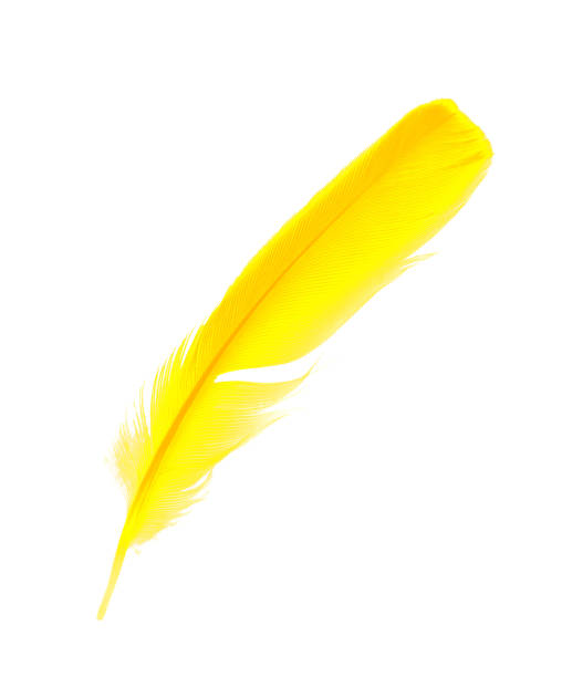 istock Beautiful feather yellow-orange isolated on white background 868748102