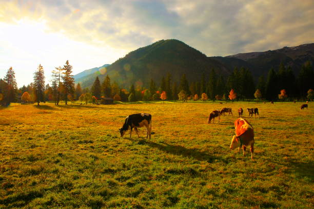 Alpine cows grazing on a lush pasture in the Austrian Alps. Green meadows, rugged peaks, and a peaceful rural setting create a perfect scene for agriculture, dairy farming, and eco-tourism