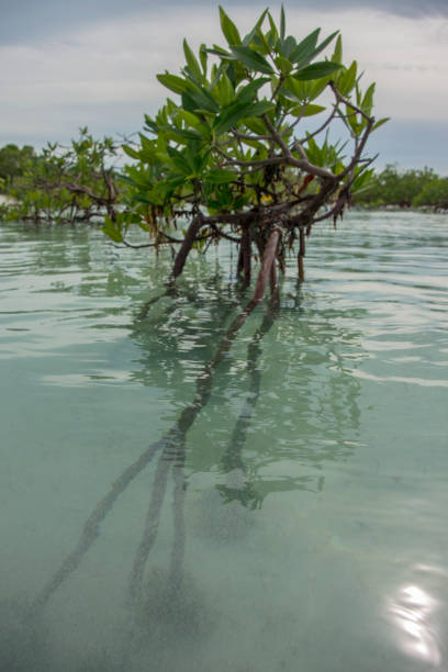 istock Red Mangorve Tree in the Bahamas 868748354