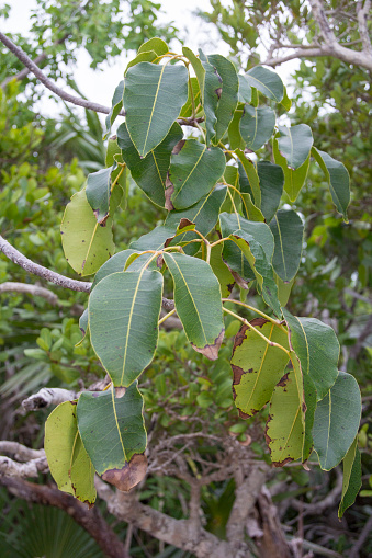 the skin irritating wilted green leaves of the Poisonwood (Metopium toxiferum) tree on The Exuma Islands, Bahamas