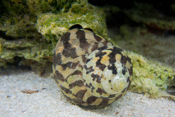 istock Magpie Shell Snail Near The Exuma Islands 868751168