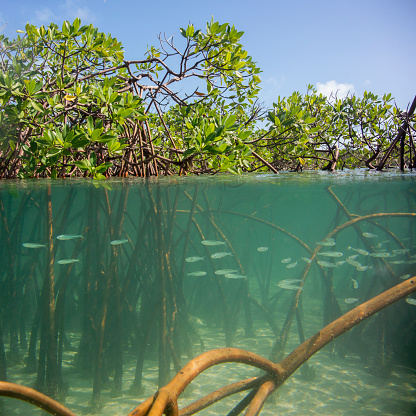 a school of Bay Anchovy (Anchoa mitchilli) swimming underwater between the prop roots of a Red Mangrove (Rhizophora mangle) forest with leaves above water surface near Exuma Islands in the Bahamas