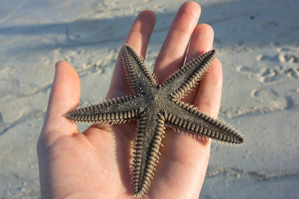 istock Two-Spined Sea Star in a Human Hand 868751372
