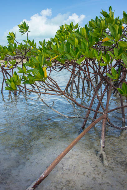 istock Red Mangrove Forest Along Bahamas Coastline 868751508