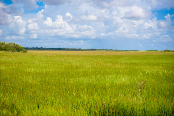 szlak anhinga parku narodowego everglades. chodniki na bagnach. floryda, stany zjednoczone. - forest preserve zdjęcia i obrazy z banku zdjęć