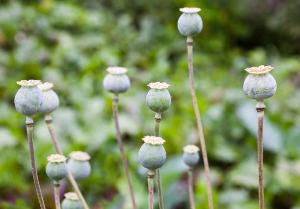 Green poppy seed pods Green poppy (Papaver) seed pods (capsule, boll, head) in the field. Close-up. opium poppy photos stock pictures, royalty-free photos & images