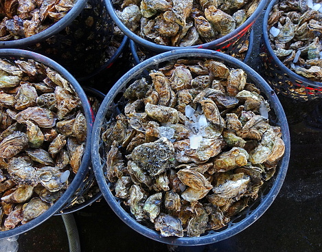 Large baskets full of oysters for sale at the fish market