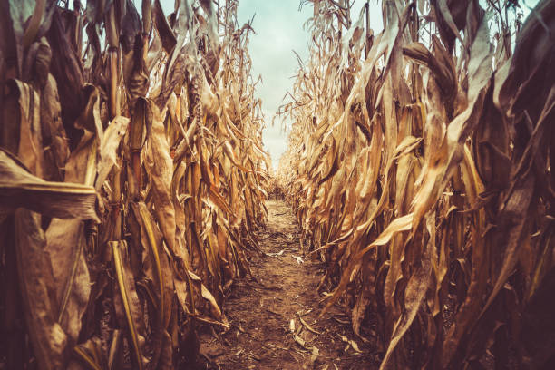 Inside a Corn Maze Inside of a dried corn field that was carved into a maze. corn-maze stock pictures, royalty-free photos & images