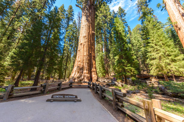istock General Sherman Tree - the largest tree on Earth, Giant Sequoia Trees in Sequoia National Park, California, USA 868770236