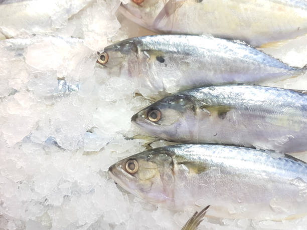 istock A lot of fresh mackerel on the ice 868770328