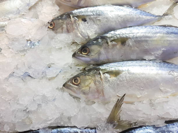 istock A lot of fresh mackerel on the ice 868775326