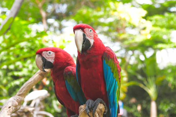 istock Two beautiful scarlet macaws (Ara macao) sitting on tree branch 868775434