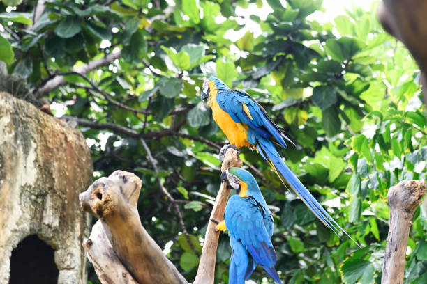 istock Beautiful Blue-and-yellow macaw (Ara ararauna) 868775566