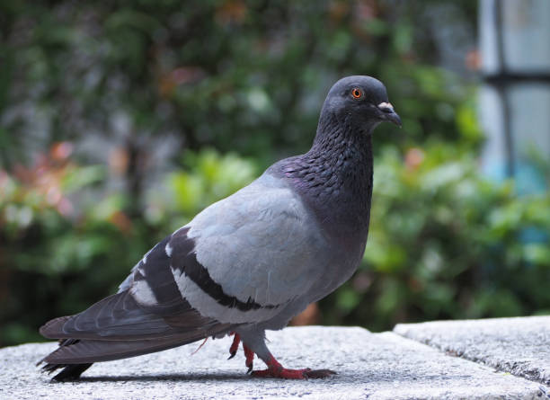 istock The dove posing on the mortar. 868776504
