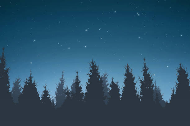 istock Silhouette of pine trees at night 868776686