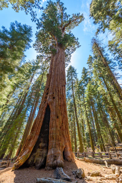 istock General Sherman Tree - the largest tree on Earth, Giant Sequoia Trees in Sequoia National Park, California, USA 868779680