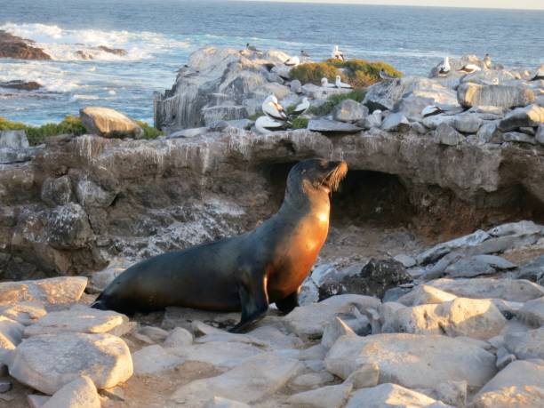 istock Galapagos Islands & Wildlife 868782620