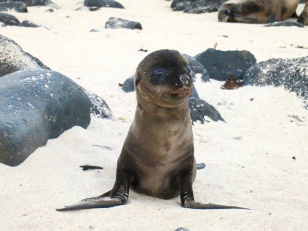 istock Galapagos Islands & Wildlife 868782638