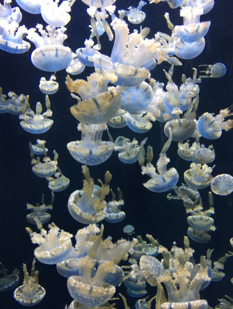 группа белых пятнистых медуз - white spotted jellyfish фотографии стоковые фото и изображения