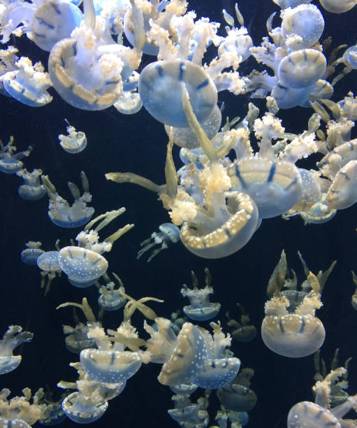группа белых пятнистых медуз - white spotted jellyfish фотографии стоковые фото и изображения