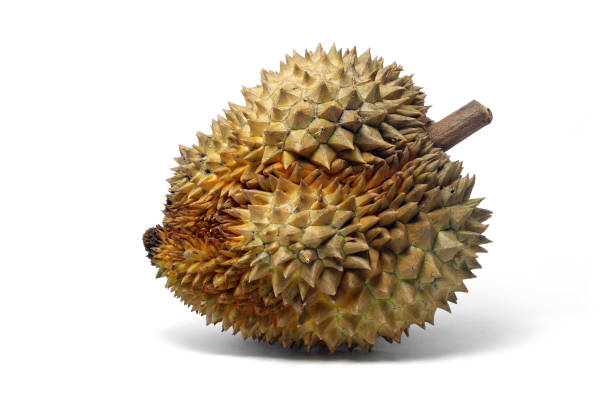 istock Single full Durian fruit isolated on white background, the aroma overpowering fruit. 868785718