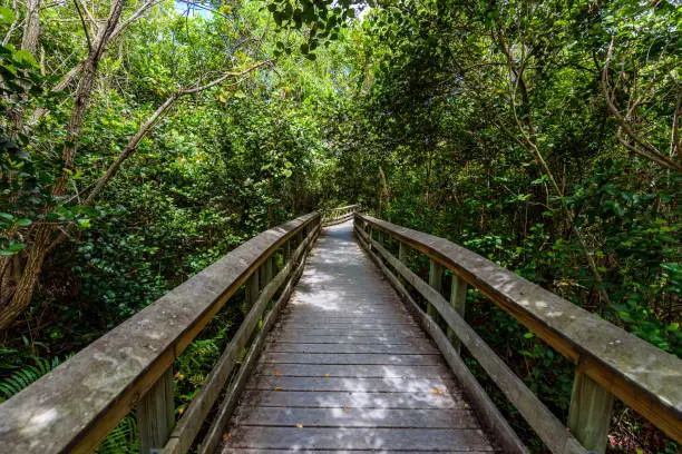 Photo of Gumbo Limbo Trail of the Everglades National Park. Boardwalks in the swamp. Florida, USA.