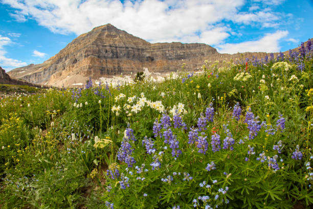 wilde bloemen en een bergtop - vail eagle county colorado stockfoto's en -beelden