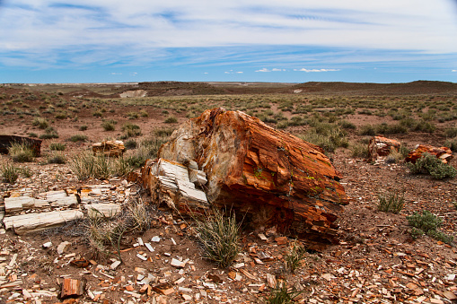 Petrified Log sits in the desert sand in Petrified Forest National Park, Arizona, USA