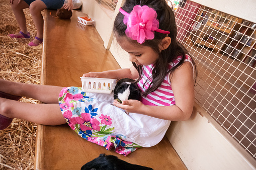 A beautiful little girl bonds with an adorable guinea pig, as she feeds him and strokes him. The little girl is Eurasian and is 5 years old.