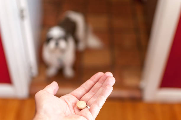 pet owner giving his dog a pill/tablet - shih tzu cute animal canine imagens e fotografias de stock