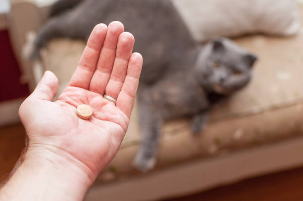 istock Pet owner giving his cat a pill/tablet 868789784