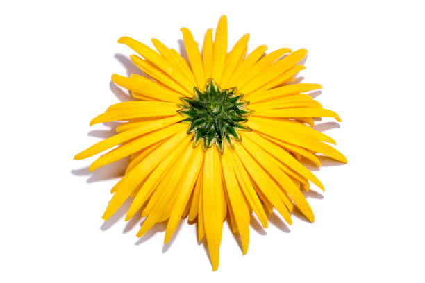 istock The reverse side of a yellow chrysanthemum flower on a white background 868792446