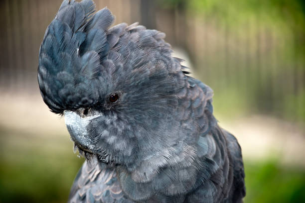 istock red tailed black cockatoo 868792760