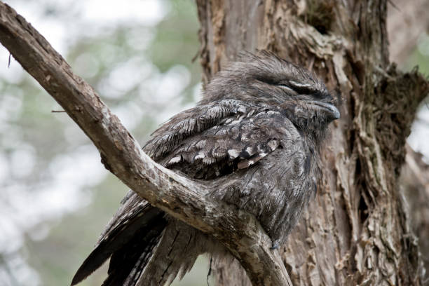istock tawny frogmouth 868792860